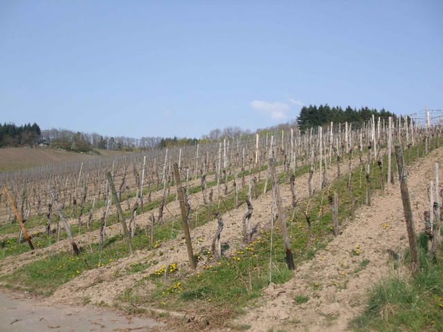 Maare-Moselradwanderweg-Weinstoecke-in-Wittlich