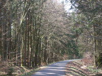 Maare-Mosel-Radwanderweg-im-Zwielicht