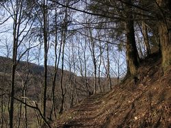 Der Fernwanderweg Josef-Schramm-Weg wird zwischen Zendscheid und Densborn eng und steil.