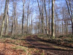 Der Wald in der Eifel bei Badem am sonnigen Februartag. Wanderbar!